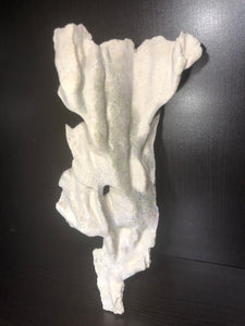Dead Coral
