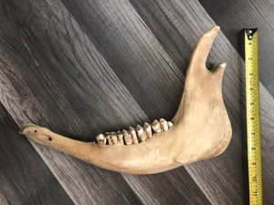 Jaw of cow