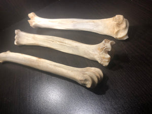 Deer bones