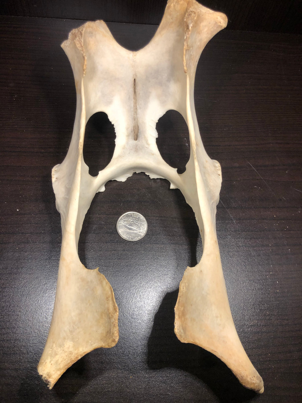 Deer Pelvic Bone