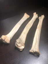 Deer bones