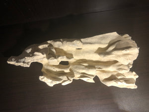 Dead Coral