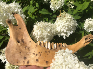 Jaw of cow