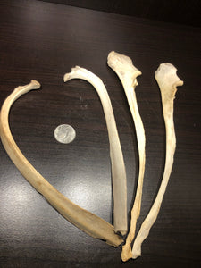 Ribs