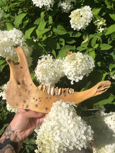 Jaw of cow