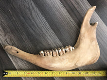 Jaw of cow
