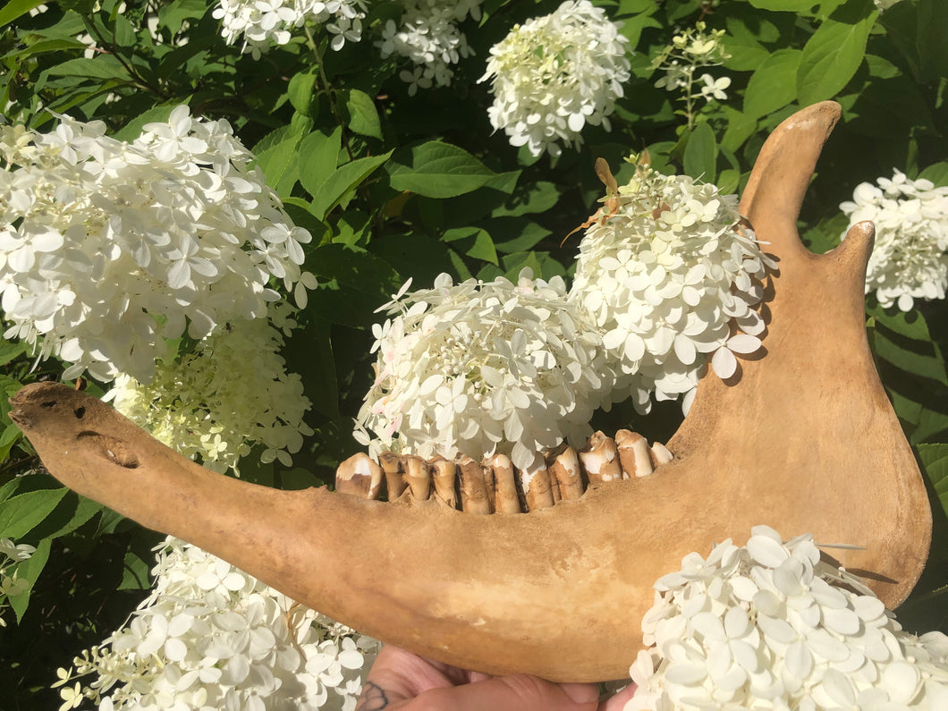 Jaw of cow