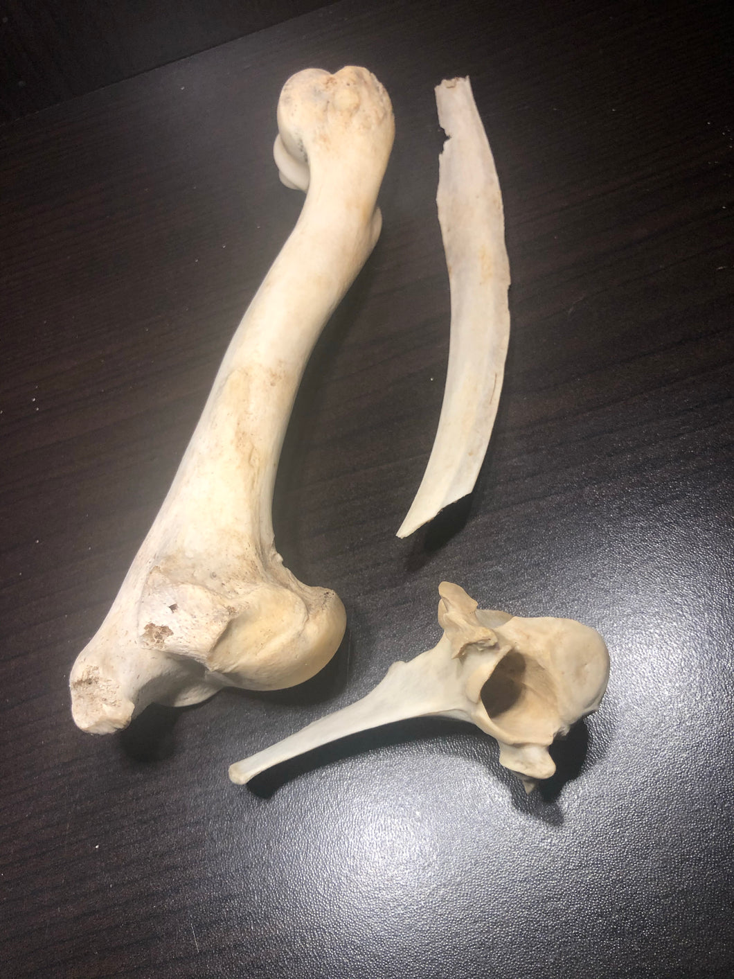 Misc bone group